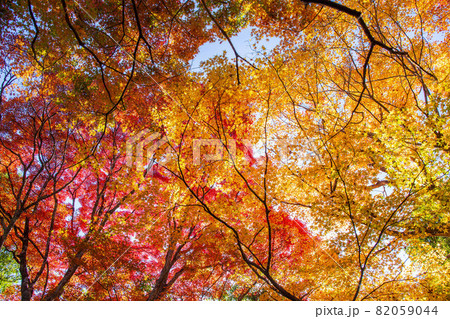 東海随一の紅葉名所　色鮮やかな香嵐渓の秋 82059044