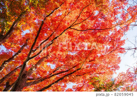 東海随一の紅葉名所　色鮮やかな香嵐渓の秋 82059045