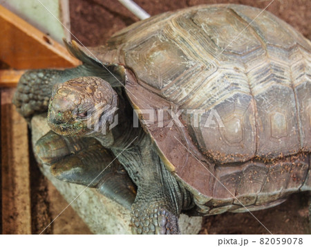 東京板橋・熱帯植物館のビルマムツアシガメ 82059078