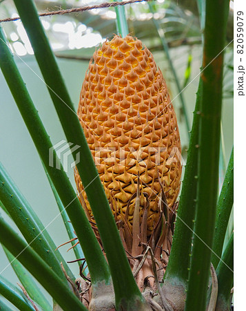 東京板橋・熱帯植物館のルンフソテツ 東京板橋・熱帯植物館のルンフソテツ 82059079