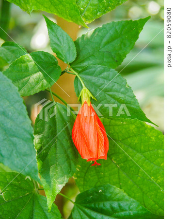 東京板橋・熱帯植物館のウナズキヒメフヨウ 東京板橋・熱帯植物館のウナズキヒメフヨウ 82059080