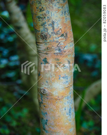 東京板橋・熱帯植物館のセイロンニッケイ（シナモン） 82059083