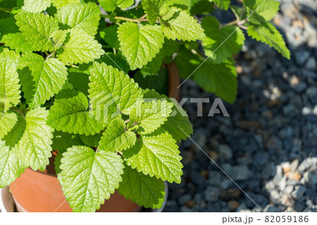 レモンの香りのするハーブ　レモンバーム 82059186