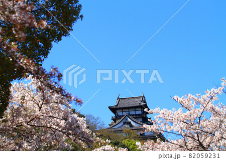 春の犬山市、犬山城と桜の風景 春の犬山市、犬山城と桜の風景 82059231