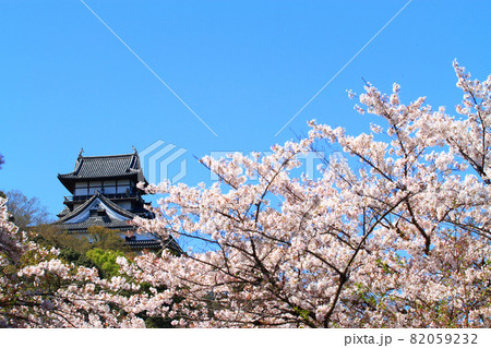 春の犬山市、犬山城と桜の風景 82059232