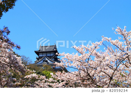 春の犬山市、犬山城と桜の風景 82059234