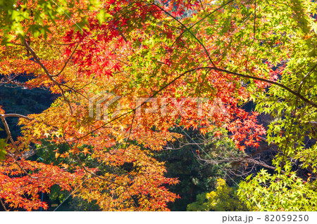 東海随一の紅葉名所 色鮮やかな香嵐渓の秋 東海随一の紅葉名所 色鮮やかな香嵐渓の秋 82059250