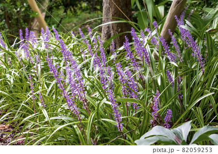 ヤブラン ヤブラン 82059253