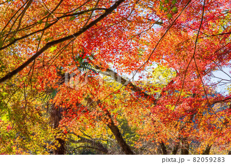 東海随一の紅葉名所　色鮮やかな香嵐渓の秋 82059283