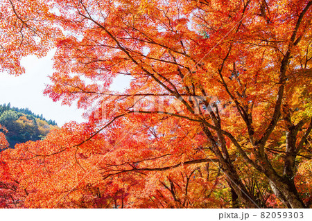 東海随一の紅葉名所 色鮮やかな香嵐渓の秋 東海随一の紅葉名所 色鮮やかな香嵐渓の秋 82059303