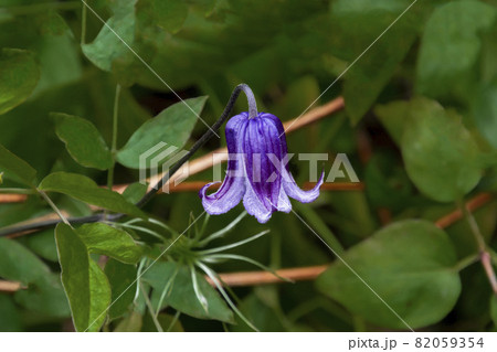 クレマチス 82059354