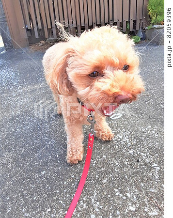 こわいやろ・・番犬やっちゃが!! こわいやろ・・番犬やっちゃが!! 82059396