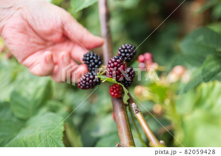 庭木のブラックベリー 82059428