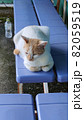 バス停でくつろく猫・白猫 82059519