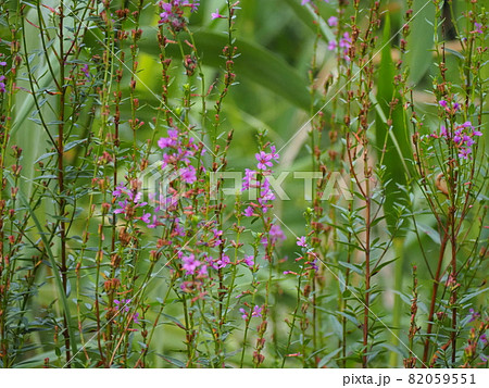 ミソハギ ミソハギ 82059551