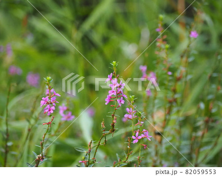 ミソハギ 82059553