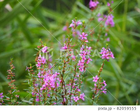 ミソハギ ミソハギ 82059555