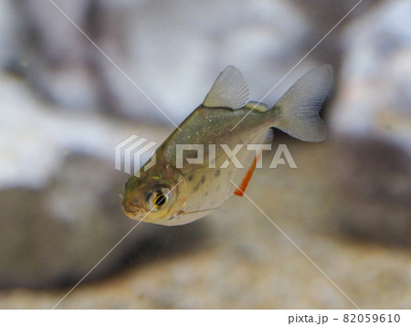 東京板橋・熱帯植物館のメチニス 82059610