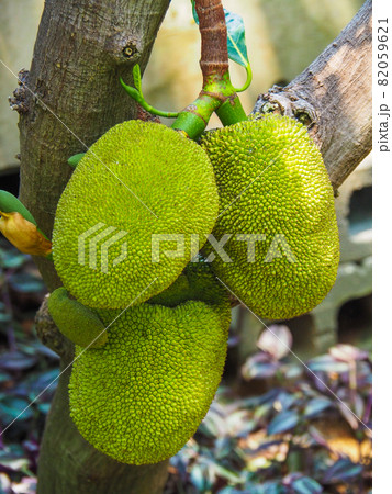 板橋熱帯植物館に実るジャックフルーツ 82059621