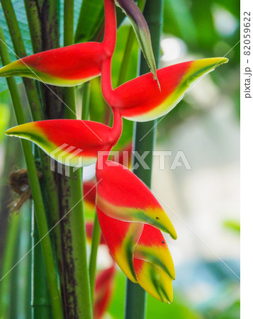 東京板橋・熱帯植物館のヘリコニア・ロストラタ 82059622