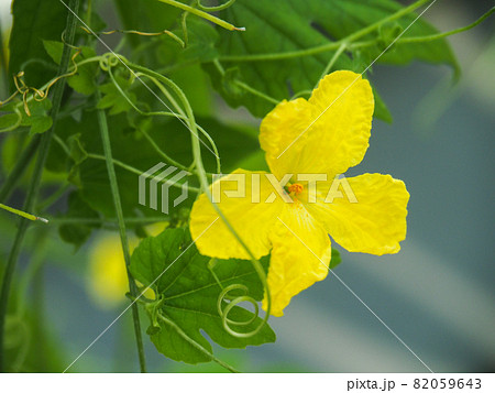 東京板橋・熱帯植物館のゴーヤ 82059643