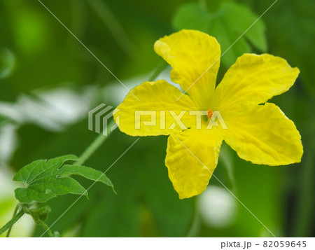 東京板橋・熱帯植物館のゴーヤ 82059645