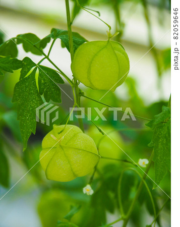 東京板橋・熱帯植物館のフウセンカズラ 東京板橋・熱帯植物館のフウセンカズラ 82059646