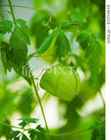 東京板橋・熱帯植物館のフウセンカズラ 82059648