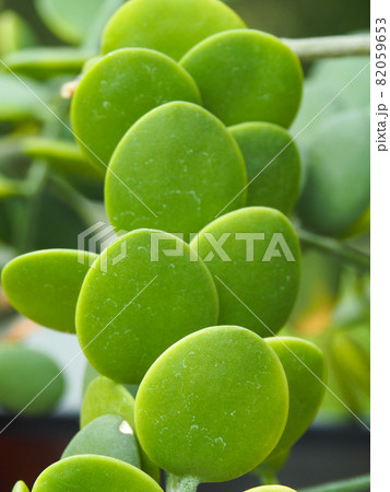 東京板橋・熱帯植物館のグリーンドラム 82059653