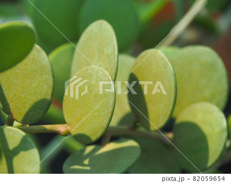 東京板橋・熱帯植物館のグリーンドラム 82059654