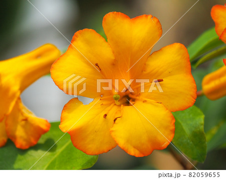 東京板橋・熱帯植物館のロドデンドロン・ビレア・ハロエドゴールド 東京板橋・熱帯植物館のロドデンドロン・ビレア・ハロエドゴールド 82059655