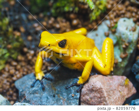 東京板橋・熱帯植物館のモウドクフキヤガエル 82059776