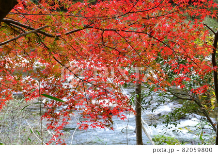 福知山線 廃線敷と武庫川渓谷紅葉 福知山線 廃線敷と武庫川渓谷紅葉 82059800
