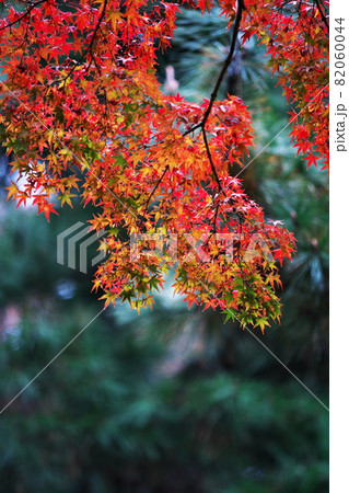 秋の長雨と紅葉 82060044