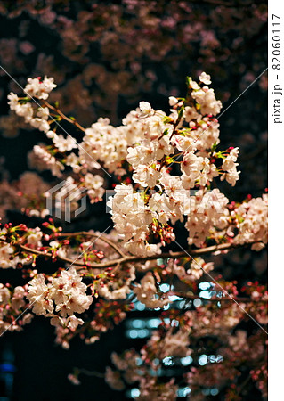 都会の夜に見る桜 82060117
