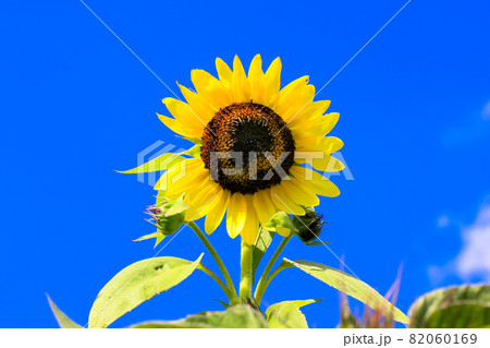 A single yellow sunflower with green leaves growing against a blue sky in summer. Sunflower field. Agriculture, harvesting seeds for vegetable oil. Natural floral background. Copy space for your text. A single yellow sunflower with green leaves growing against a blue sky in summer. Sunflower field. Agriculture, harvesting seeds for vegetable oil. Natural floral background. Copy space for your text. 82060169