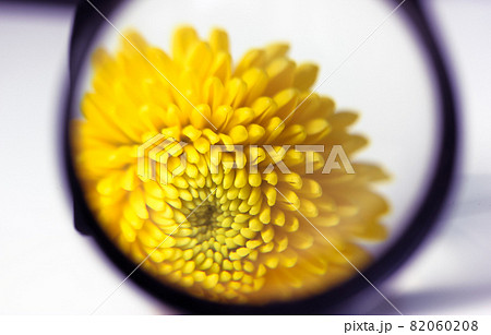 Looking at a yellow chrysanthemum flower petals through a magnifying glass, lens Looking at a yellow chrysanthemum flower petals through a magnifying glass, lens 82060208