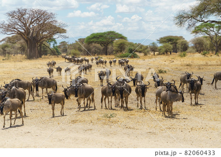 アフリカの雄大なサバンナを歩くヌーの群れ(タンザニア、タランギレ国立公園) アフリカの雄大なサバンナを歩くヌーの群れ(タンザニア、タランギレ国立公園) 82060433