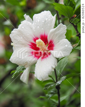 東京板橋・西台緑地のムクゲ 82060524