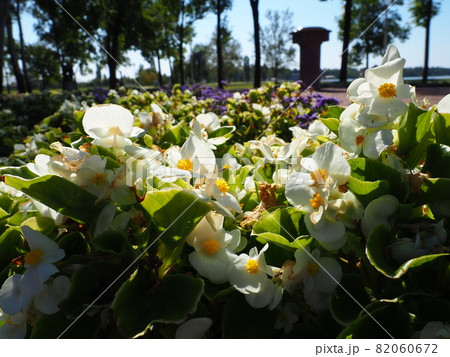 White wax begonia or Begonia semperflorens. Begonia x semperflorens-cultorum. Bedding plant in landscaping. Suitable for massing in beds, borders, and as an edger. Use in containers and window boxes 82060672