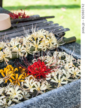 曼珠沙華の花手水 82060742