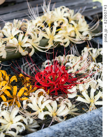 曼珠沙華の花手水 82060743