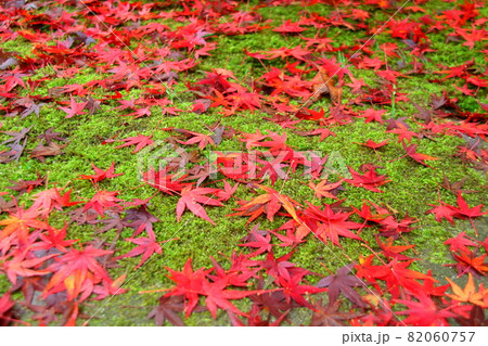 埼玉県川越市小仙波町 天台宗別格本山中院 紅葉の落ち葉と苔 埼玉県川越市小仙波町 天台宗別格本山中院 紅葉の落ち葉と苔 82060757