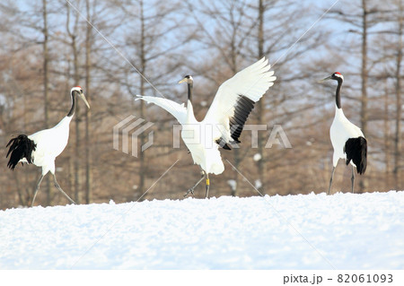 タンチョウの求愛ダンス 82061093