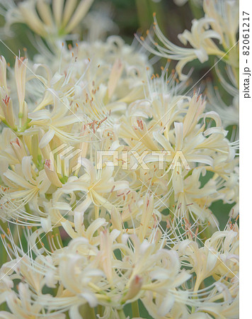 白い曼珠沙華 ヒガンバナ 白い曼珠沙華 ヒガンバナ 82061217