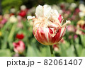 チューリップ 春 白い 赤い ガーデン 綺麗 花畑 群生 美しい 綺麗 可憐 82061407