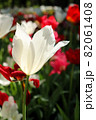 チューリップ 春 白い 赤い  ガーデン 綺麗 花畑 群生 美しい 綺麗 可憐 82061408