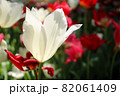 チューリップ 春 白い 赤い ガーデン 綺麗 花畑 群生 美しい 綺麗 可憐 82061409