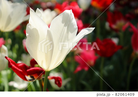 チューリップ 春 白い 赤い ガーデン 綺麗 花畑 群生 美しい 綺麗 可憐 82061409