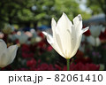 チューリップ 春 白い ガーデン 綺麗 花畑 群生 美しい 綺麗 可憐 82061410